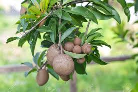 Today, the tree is cultivated not. Sapodilla Fruit On The Tree Stock Photo Picture And Royalty Free Image Image 13924945