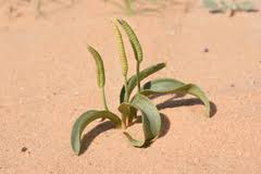 Image result for Cheilanthes botswanae