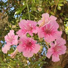 Image result for Podranea