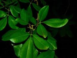 Image result for Rhamphicarpa brevipedicellata