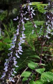 Image result for Coleus hadiensis