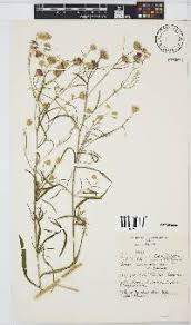 Image result for Vernonia poskeana