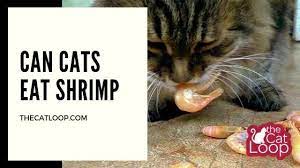 Can Cats Eat Shrimp The Cat Loop
