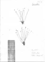 Image result for Eriocaulon abyssinicum