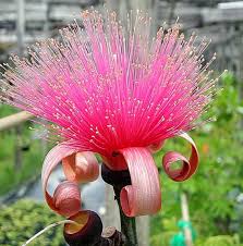 Image result for Pseudobombax