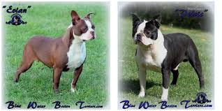 Like boston terriers in general, they have sensitive digestive systems and they can get some health issues, including cataracts, cherry eye, allergies. Available Blue Water Boston Terriers