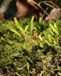 Image result for Grammitis