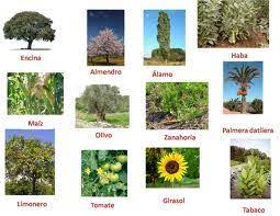 Una planta industrial es un conjunto formado por maquinas, aparatos y otras instalaciones dispuestas convenientemente en edificios o lugares adecuados. Imagenes De Plantas Industriales Buscar Con Google Flower Garden Plants Flowers