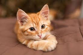 We offer 1000's of female cat names that you can browse and save to view later. Hindi Names For Female Cats With Meanings