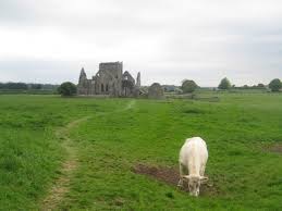 アイルランド 動物