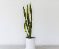 Place the snake plant in the container and press in the soil. Snake Plant Care Guide Growing Information And Tips Proflowers