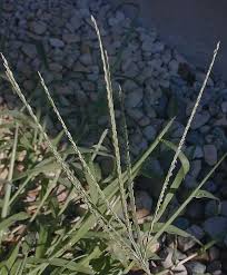 Image result for Digitaria sanguinalis