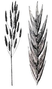 Image result for Bromus