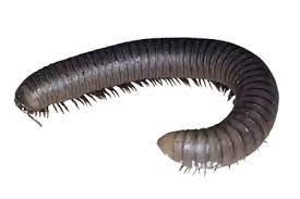 Prevention is the key when it comes to these parasites because it's much easier to take preventative steps than to treat the resulting infection. I Keep Spotting These Worms On My Carpet Few Are Pretty Big They Seem To Come Out Through A Gap Under The Front Door Of My House What Are They Are They
