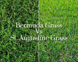 What Is The Difference Between Bermuda Grass And St Augustine