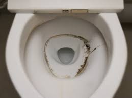 cleaning mold in toilet bowl, tank, rim