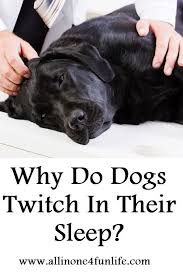 Why Do Dogs Twitch In Their Sleep Dogs Living With Dogs Sleeping Dogs