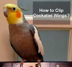 By continuing to use this site you consent to the use of cookies on your device as described in our cookie policy unless you have disabled them. How To Clip Cockatiel Wings And Nails Cockatielreview Com