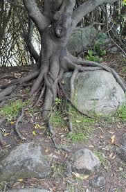 Check spelling or type a new query. 25 Fun Things To Do In Tauranga And Mount Maunganui In New Zealand Tree Roots Drawing Tree Roots Roots Drawing