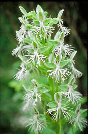 Image result for Habenaria walleri