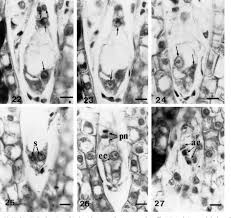 Image result for Sladeniaceae