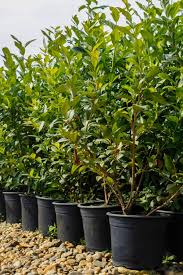 Fie ca esti fermier sau nu, poti beneficia de cateva oportunitati reale de obtinere de fonduri europene, de atragere de un kilogram de afine se vinde cu 15 lei sau chiar mai mult. Etapele Infiintarii Unei Ferme De Afini Natural Invest