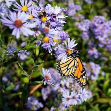 Image result for Asterochaete