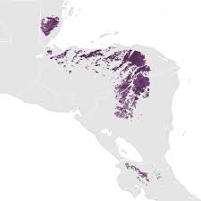 Image result for Limeum argute-carinatum