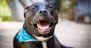 The main suspect is still a uti. My Female Dog Smells Fishy Why Petcoach