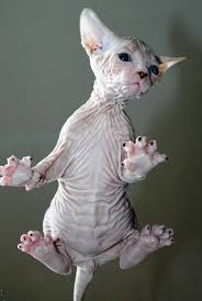 Sphynx On Glastable Cute Cats Cats And Kittens Pets Cats