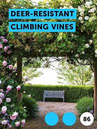 Aug 11, 2008 · eastern redbud is a deciduous, flowering tree with a medium growth rate and coarse texture. Learn Deer Resistant Climbing Vines How To Guides Tips And Tricks Growing Bamboo Hydroponic Fish Tank Redbud Tree