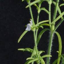 Image result for Pogonospermum ciliatum