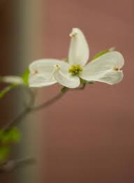 Natural State Death Care Home Facebook