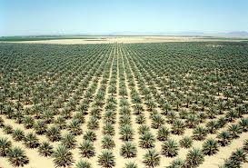 Maybe you would like to learn more about one of these? Palm Trees Canary Island Date Palm Medjool Date Palm Zahidi Date Palm