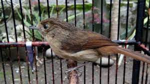 Cara membedakan burung kepodang jantan dan betina di indonesia sendiri, burung kepodang banyak menyebar luas di beberapa pulau seperti sumatra, jawa, bali, kalimantan, sulawesi dan nusa. 500 Gambar Burung Flamboyan Jantan Hd Paling Keren Infobaru