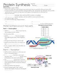 A promoter is needed in order to start. Protein Synthesis Flow Chart Worksheet Answers Crian