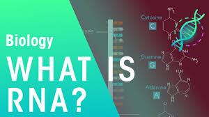 In the present article, we are briefly discussing each type of rna with its function and general structure. What Is Rna Genetics Biology Fuseschool Youtube