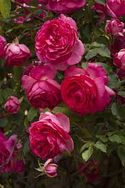 Reaching For The Sky Beautiful Rose Flowers Climbing Roses Flowers
