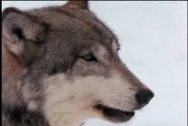 Howling Wolf Gifs Get The Best Gif On Giphy Wolves howling at the moon. howling wolf gifs get the best gif on
