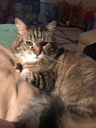 Lost Cat Maine Coon in WAKE FOREST, NC - Lost My Kitty