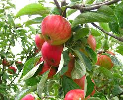 Planting fruit trees requires a little more thought and effort that nonfruiting or evergreen trees but it isn't difficult if you have the right information. Under Planting Fruit Trees