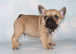 In colors of pied, fawn or brindle, french bulldogs have short coats that are close, smooth and with a fine texture. Fawn Male French Bulldog Puppy Available Frenchbulldog Frenchie Frenchies Frenchbulldogs Bluefrenchbu Fawn French Bulldog Bulldog Puppies French Bulldog Puppy