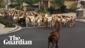 Chinese woman killing a goat : Grazing Hell 200 Escaped Goats Hoof It Through California Neighborhood San Jose The Guardian