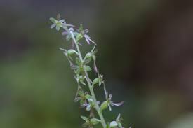 Image result for Nesaea cordata