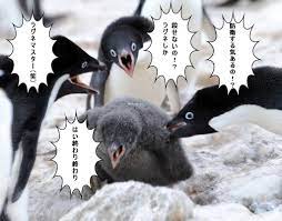 一時期流行った「ペンギンコラ画像」、元の写真は産経新聞のカメラマンさんが撮ったものだった「お前だったのか」 - Togetter