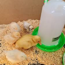 Do Ducklings Need A Heat Lamp? – Family Farm Livestock