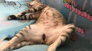 87 gambar gambar kucing lucu banget paling bagus pusat. Kucing Lucu 2020 Video Kucing Lucu Imut Dan Gemesin Bikin Ketawa Ngakak Kucing Paling Imut Youtube