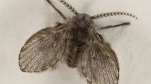 Maybe you would like to learn more about one of these? Drain Flies Moths Signs Of Household Plumbing Leaks Dengarden