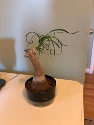 It's not on the safe plant list, and 2 palms trees are listed on the toxic plant list. Any Idea How I Can Get My Ponytail Palm To Produce New Shoots My Cat Chewed All But One Off This Poor Plant Has Looked Like This For 6 Months Now Houseplants