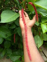Image result for Acalypha fimbriata